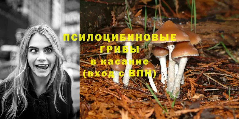 цена наркотик  Ворсма  Псилоцибиновые грибы Psilocybe 